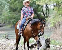 athletic-quarter-horse