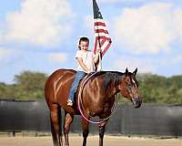 calf-roping-quarter-horse
