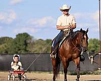 performance-quarter-horse