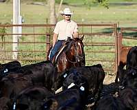 ranch-quarter-horse