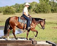 ranch-work-quarter-horse