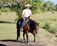 roping-quarter-horse