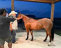 show-quarter-horse