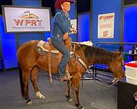 trail-quarter-horse