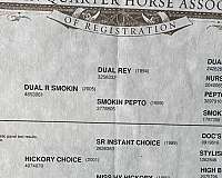 trail-riding-quarter-horse