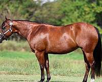 western-riding-quarter-horse