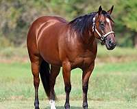 working-cow-quarter-horse
