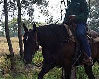 athletic-quarter-horse