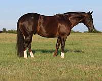 calf-roping-quarter-horse