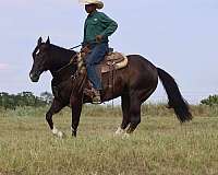 finished-quarter-horse