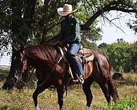 heading-quarter-horse