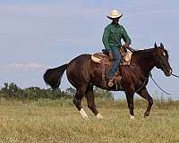 heel-quarter-horse