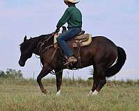 husband-safe-quarter-horse
