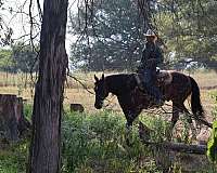 performance-quarter-horse