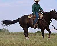 ranch-quarter-horse