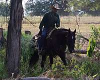 ranch-versatility-quarter-horse