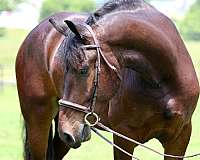 beginner-percheron-horse