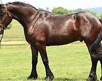 athletic-percheron-horse