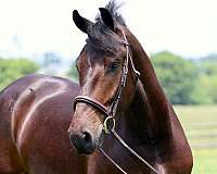 driving-percheron-horse