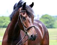 flashy-percheron-horse