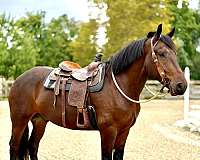 husband-safe-percheron-horse
