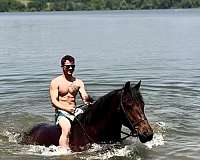 kid-safe-percheron-horse
