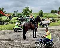 parade-percheron-horse