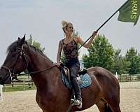 performance-percheron-horse