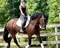 ridden-english-percheron-horse