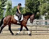 ridden-western-percheron-horse