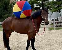 show-percheron-horse