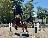 trail-percheron-horse