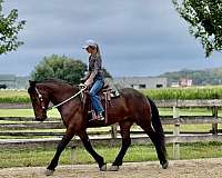 trail-riding-percheron-horse