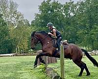 youth-percheron-horse