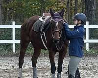 thoroughbred-gelding