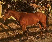 thoroughbred-horse