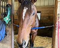 thoroughbred-horse-for-sale