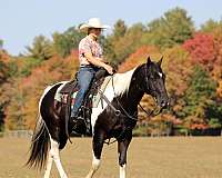 athletic-paint-horse