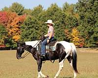 husband-safe-paint-horse