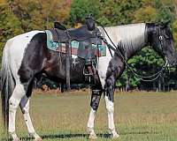 parade-paint-horse