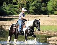 ranch-paint-horse