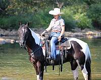 ranch-work-paint-horse