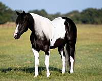 athletic-paint-horse