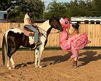 calf-roping-paint-horse