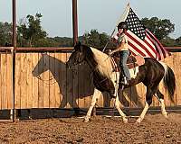 husband-safe-paint-horse