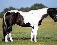flashy-paint-horse