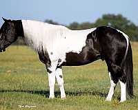performance-paint-horse