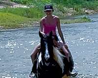 ranch-paint-horse