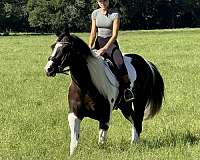 ranch-versatility-paint-horse
