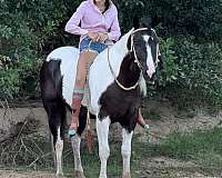 ranch-work-paint-horse